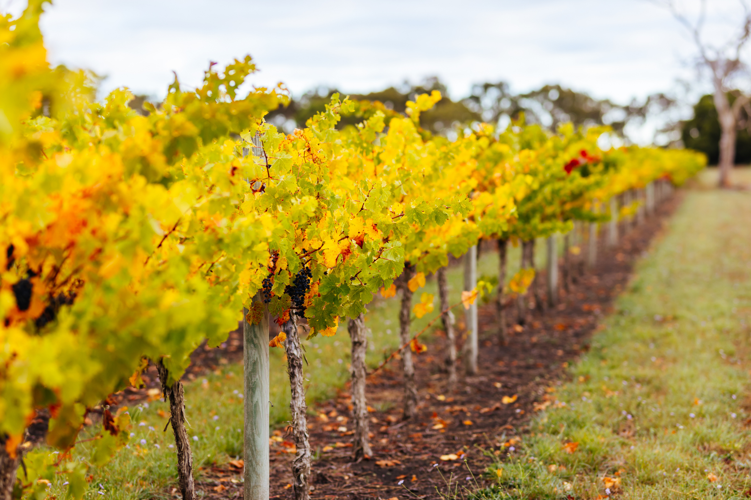 coonawarra, south australia.webp
